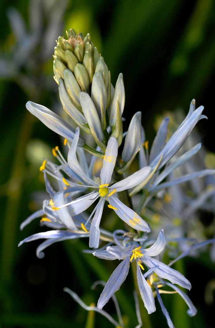 Blek stjärnhyacint, Camassia cusickii