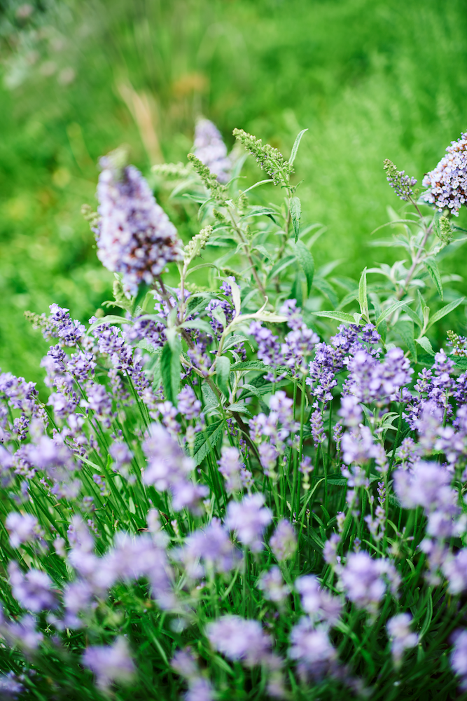 Perenna, Plantagen