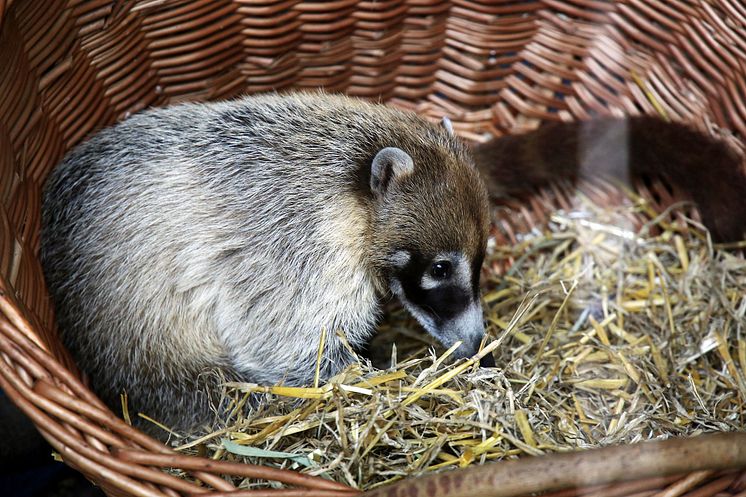 Zoo Leipzig - Weißrüssel-Nasenbär