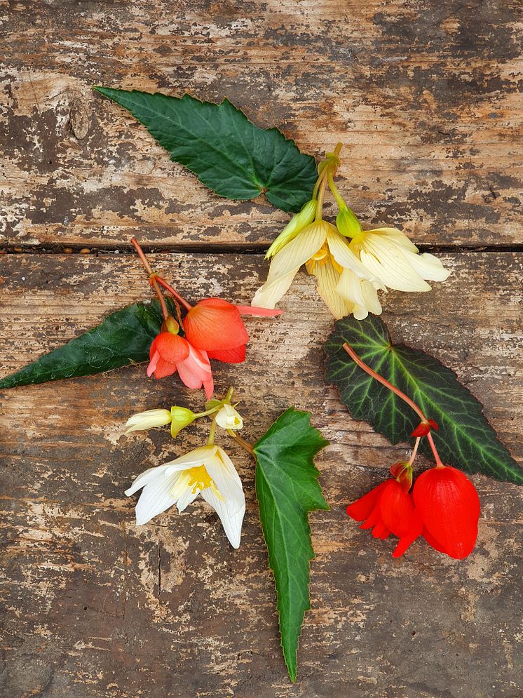 Begonia boliviensis Summerwings Boliviabegonia Foto @annikasnaturligating