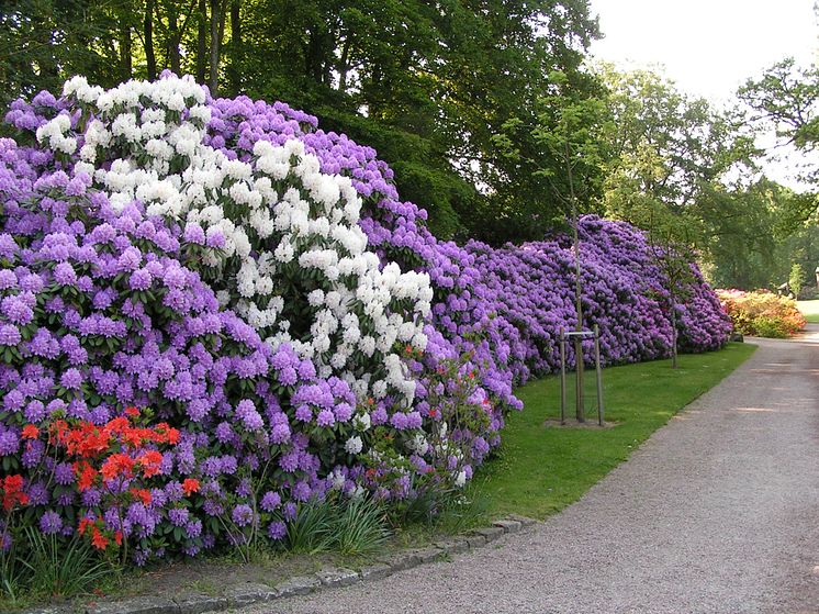 Rhododendron