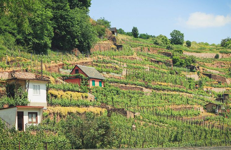 Meißen Vingård i nærheden af Meißen, den saksiske vinrute © GNTB_Werner Karol.jpg