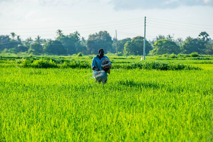 Rice Farmer at Work