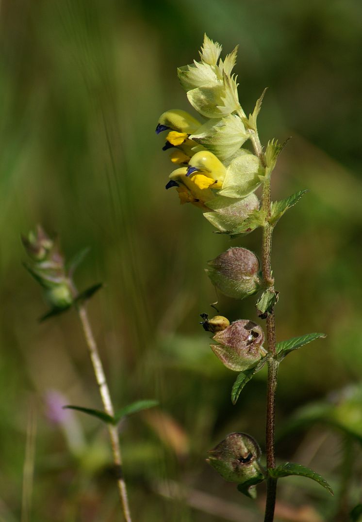 20230508_Rhinanthus_angustifolius_Großer_Klappertopf