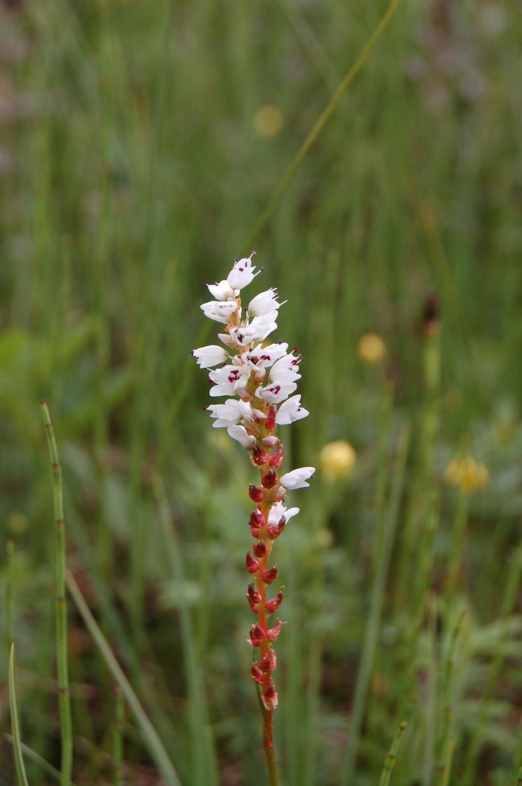 Harerug