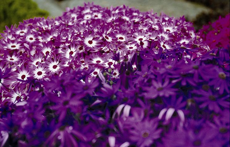 Senetti Blue + Blue Bic