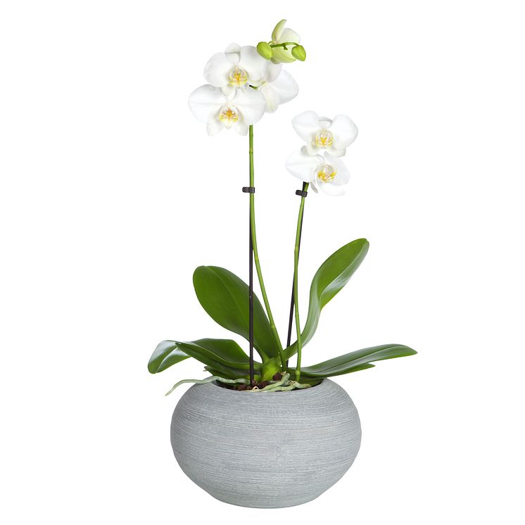 ​Brudorkidé ​​Phalaenopsis