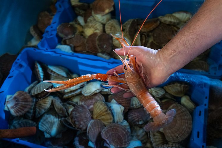 Sjøkreps og kamskjell fra Seashell