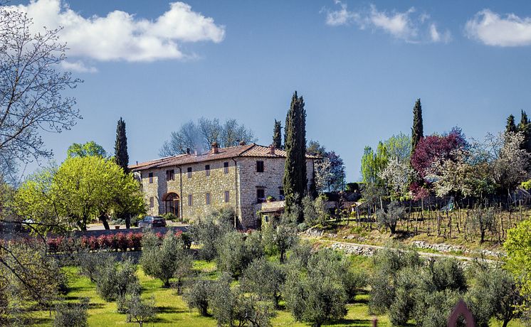 Olivgård, Toscana. 