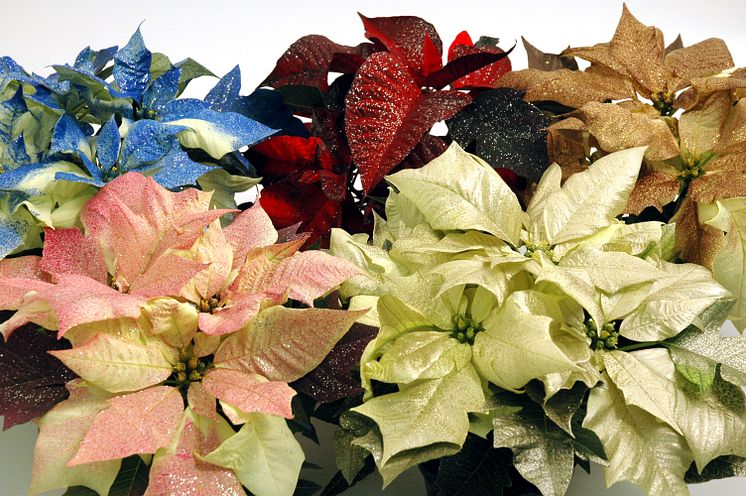 Lucka nr 18 - Colorerade Julstjärnor i en Blomstrande Julkalender