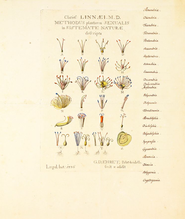Illustration av Linnés schema av växtriket 