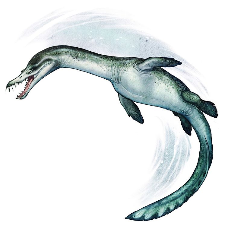 Reconstruction of the New Zealand nothosaur