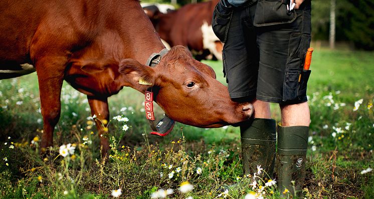 FRÅGA EXPERTEN: Ståtid och hygien är viktiga nycklar till friska klövar