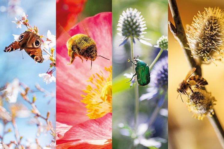 Pollinerande insekter