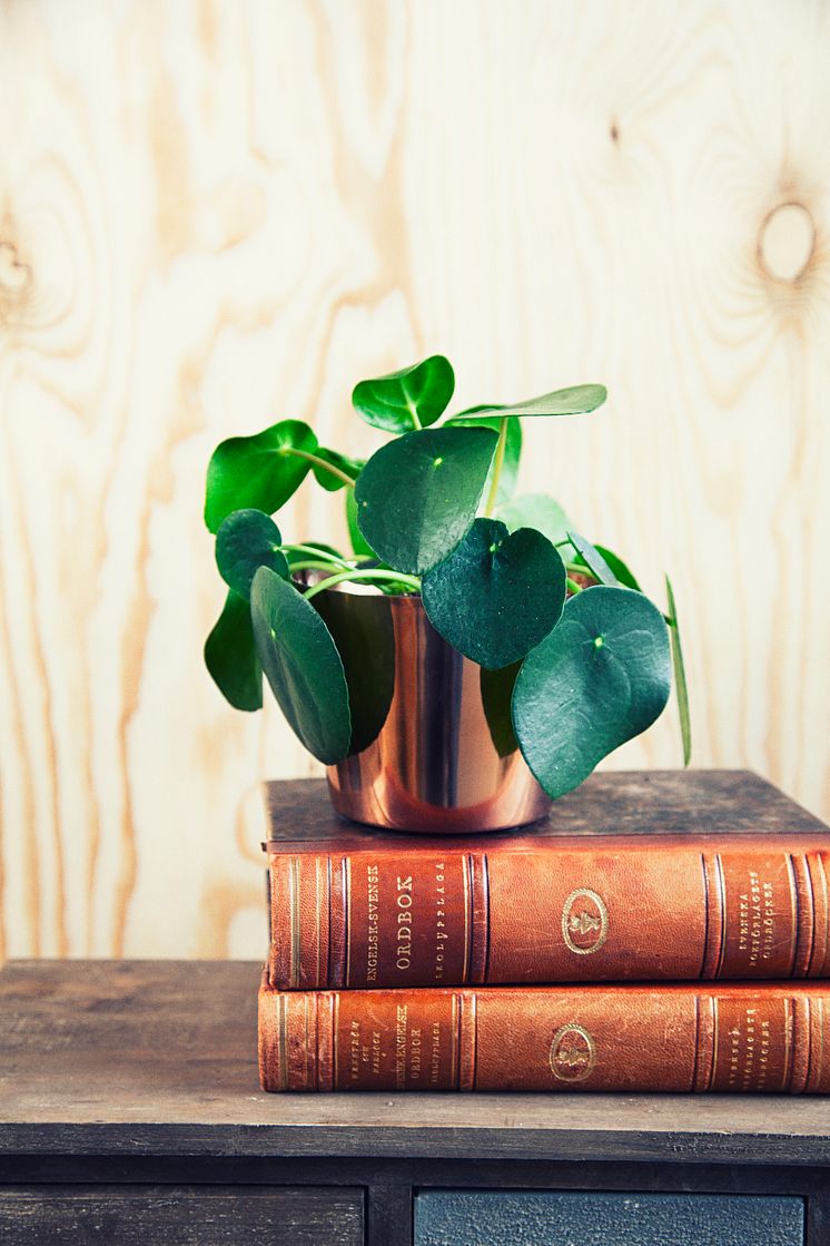 Parasollpilea, (Elefantöra), Pilea peperomioides