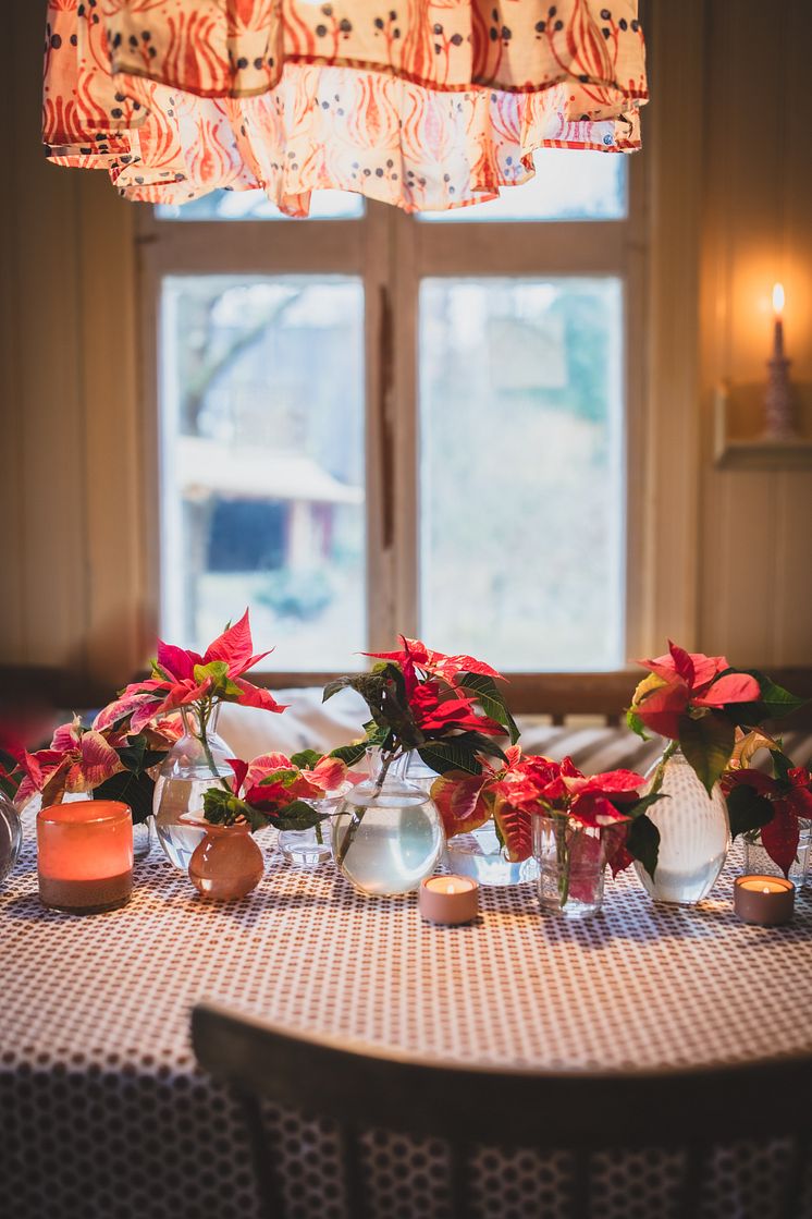 Julstjärnor hos Anna Starren 