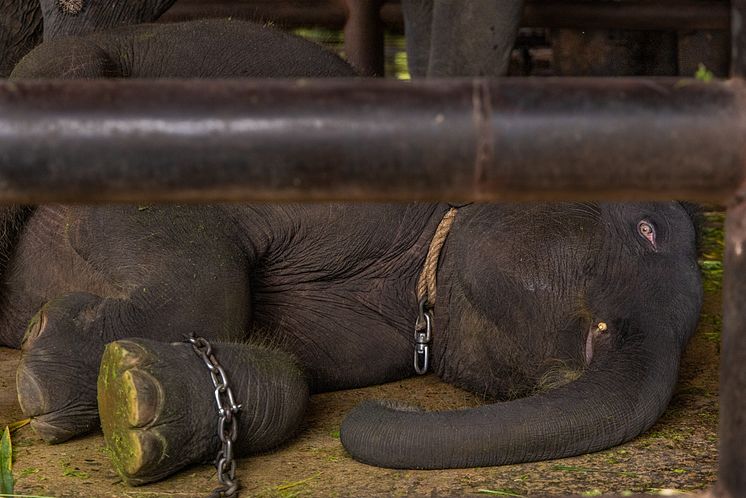Elefant i den thailändska turistindustrin. Foto Tom Svensson