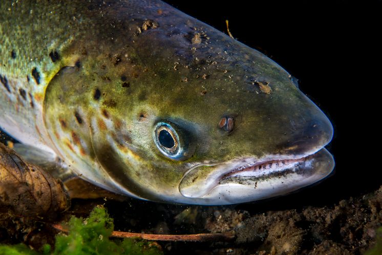 Salmo salar 