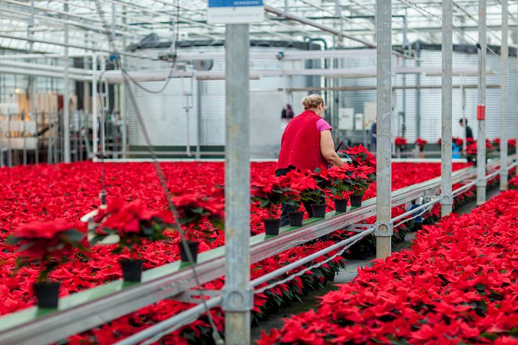 Julstjärnor i produktion