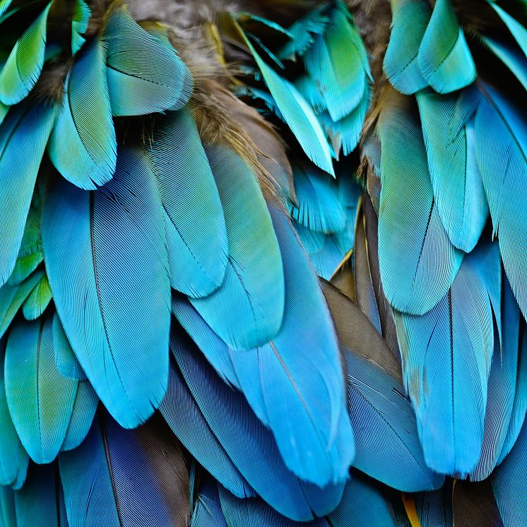 feathers