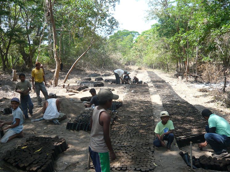 Trädplanteringsprojekt i Nicaragua