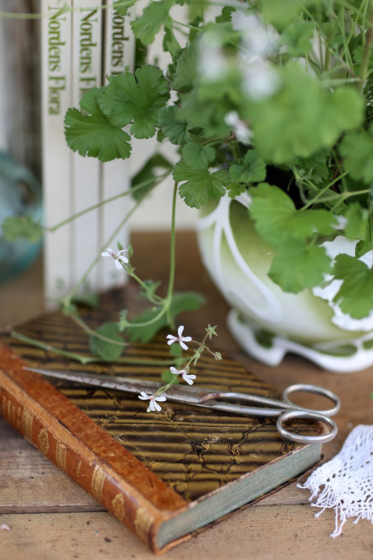 2 Muskotpelargon / Marias blomma  Pelargonium x fragrans Grönt Kulturarv U-40