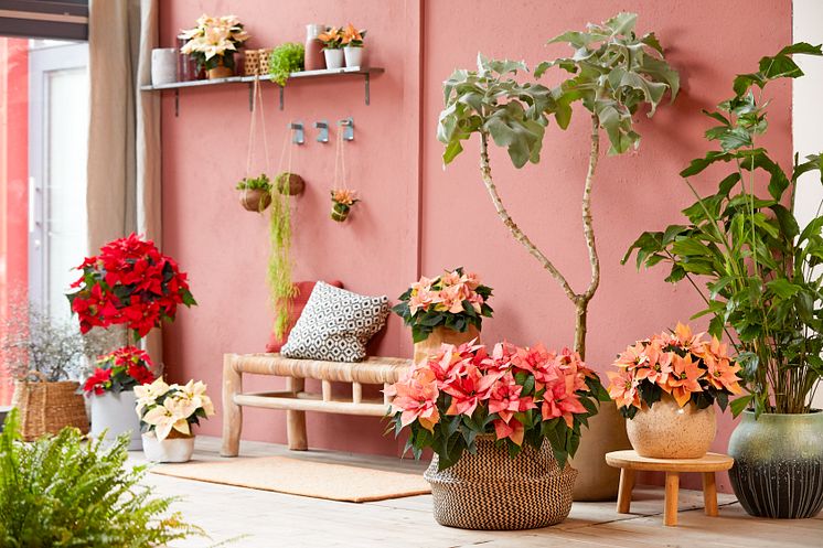 julstjärna_2021_poinsettia_01000_Boho_Green_Living_01