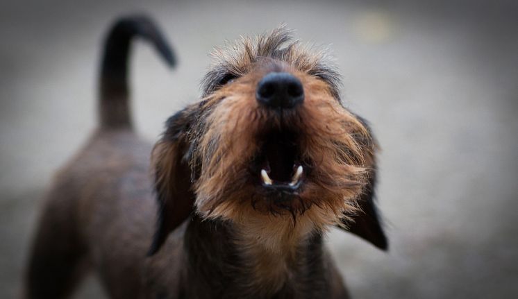 Bitskador hund.jpg