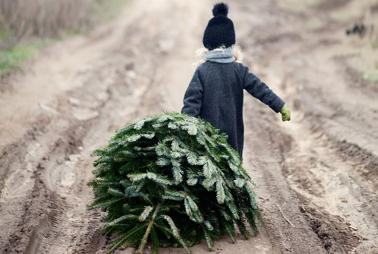 Ensomt juletre