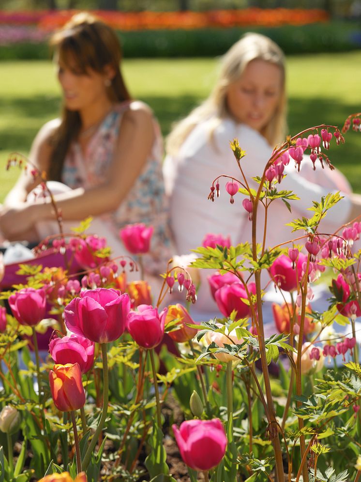 Löjtnanshjärta tillsammans med rosa och purpurfärgade tulpaner