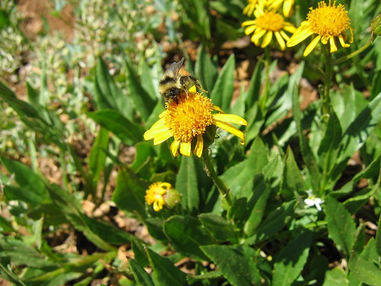 Bombus incognitus eller Bombus sylvicola