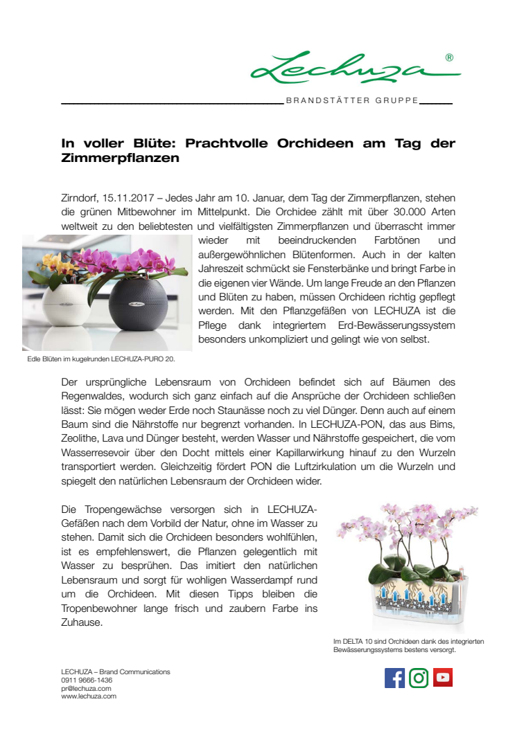 In voller Blüte: Prachtvolle Orchideen am Tag der Zimmerpflanzen