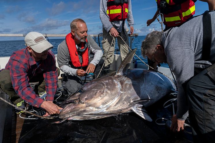 FiskarnasRike_TONFISK