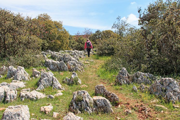 TEMA, Vandring i Jordanien,  gröna Ajloun _AdobeStock81377219