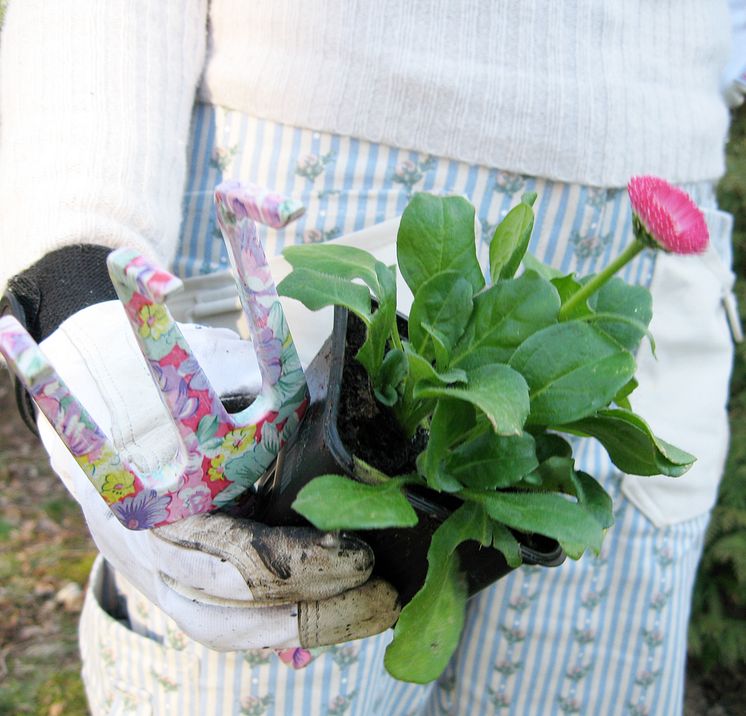 Plantering av tusensköna