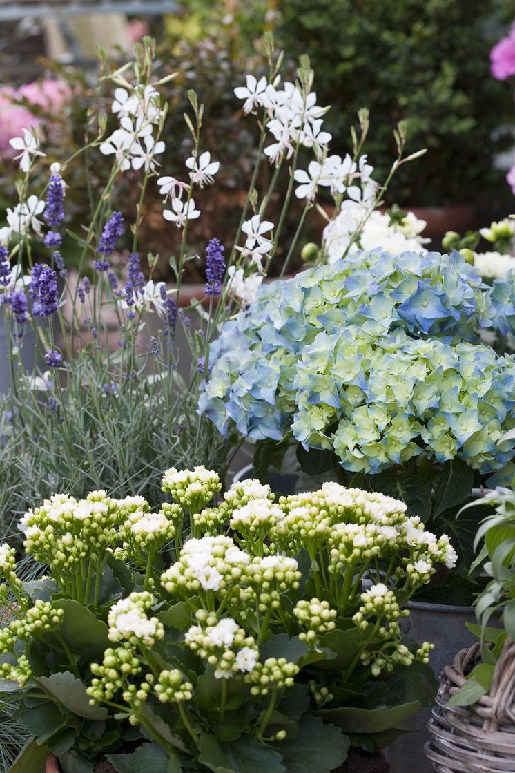 Recept på en lyckad plantering juni - juli