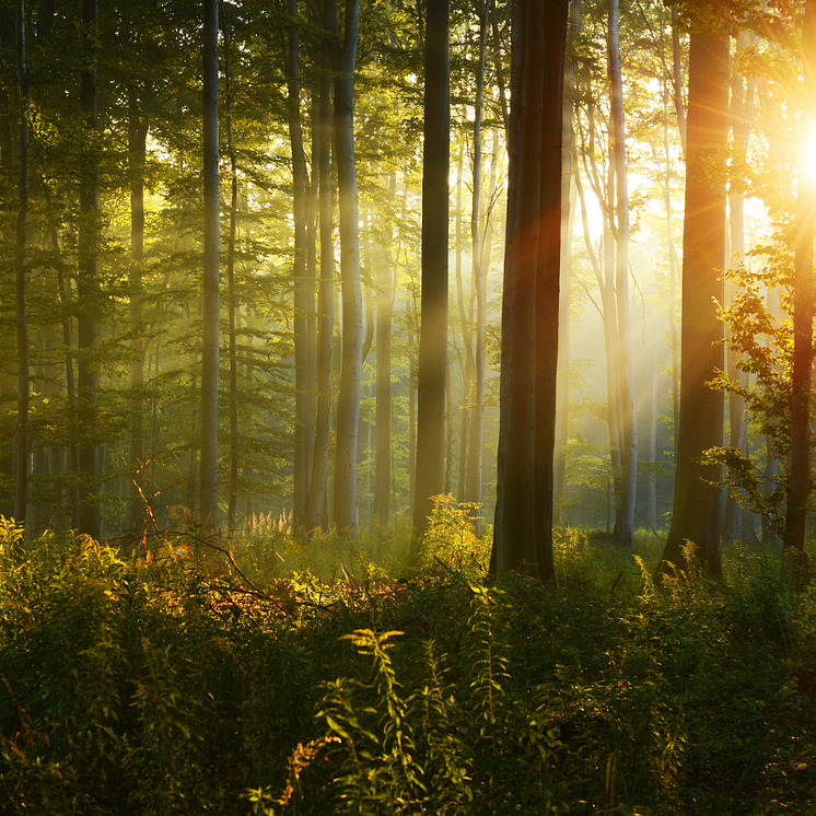 Swiss Wood Solution använder träd från certifierat hållbart skogsbruk i Europa med stort fokus på lokala skogar..png