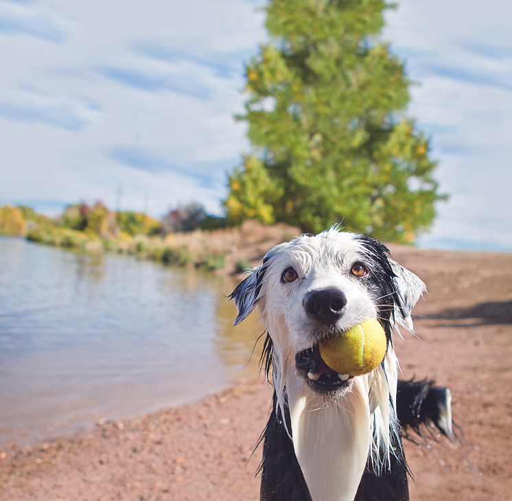 Les plaisirs de la baignade avec chien