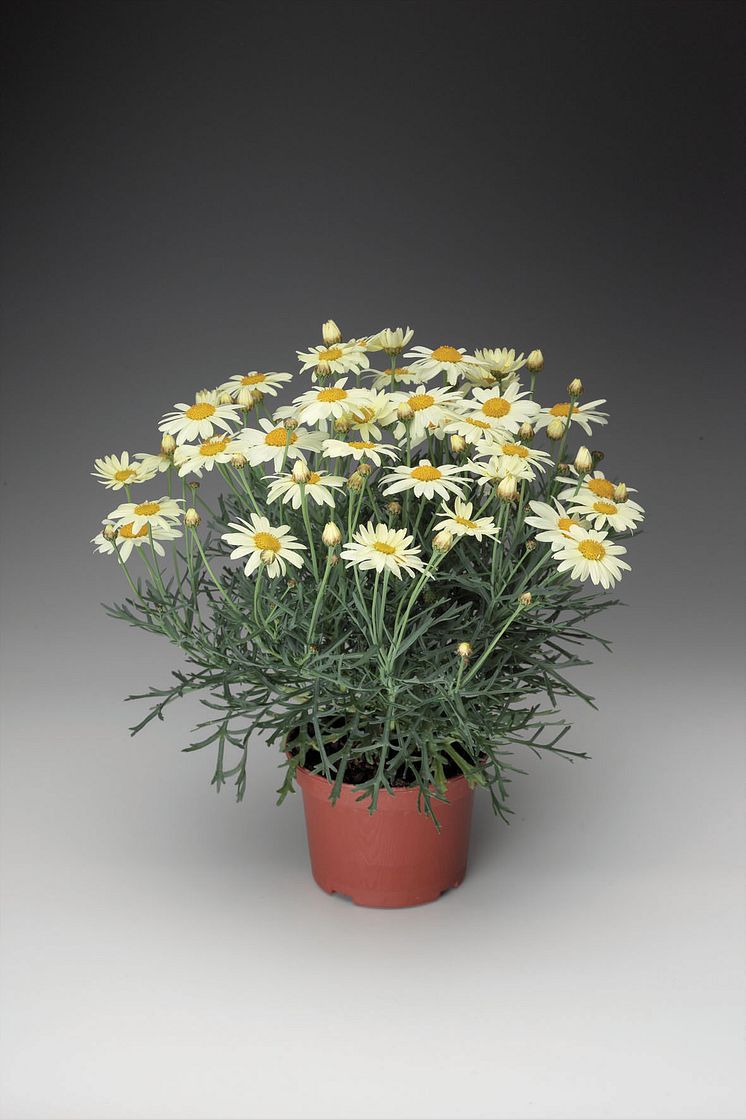 Molimba® Maggy Pastel Yellow