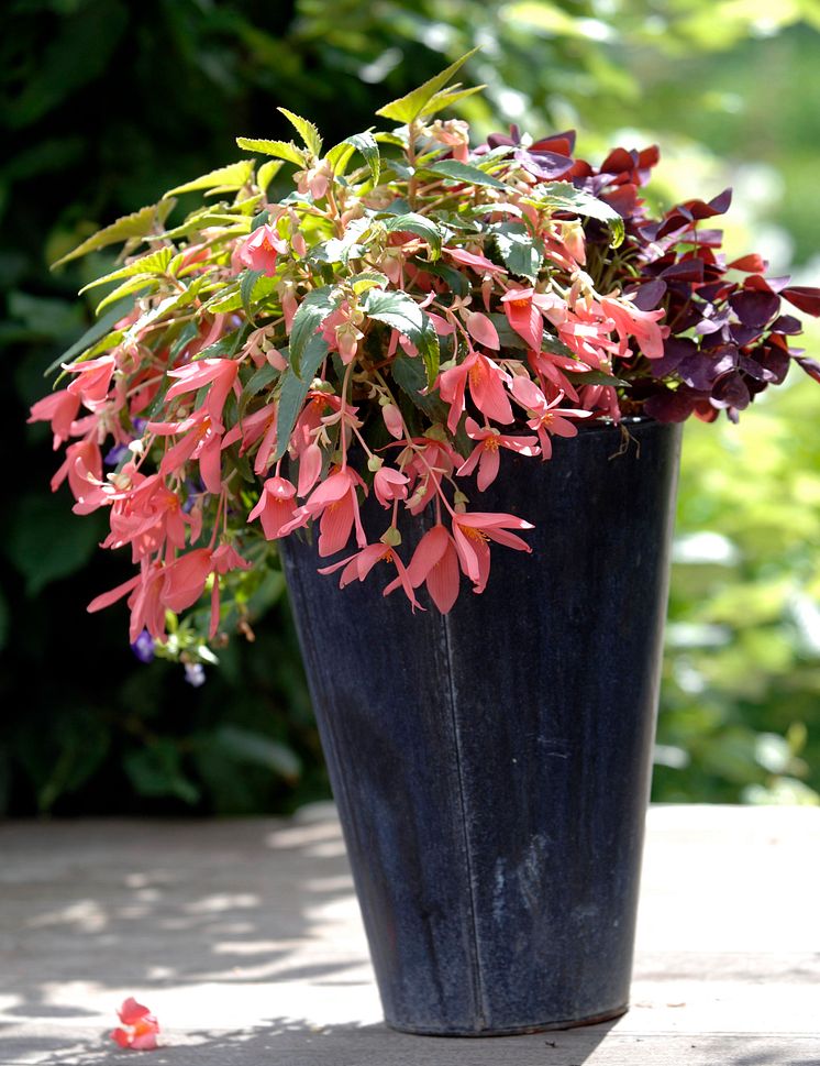 Begonia boliviensis Summerwings Boliviabegonia 