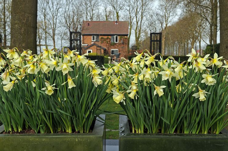 Narcissus 'W.P. Milner'