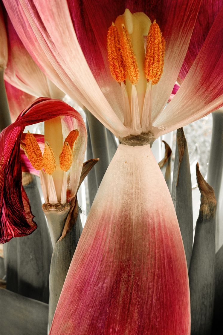 Metamorphosen - Foto: Herlinde Koelbl