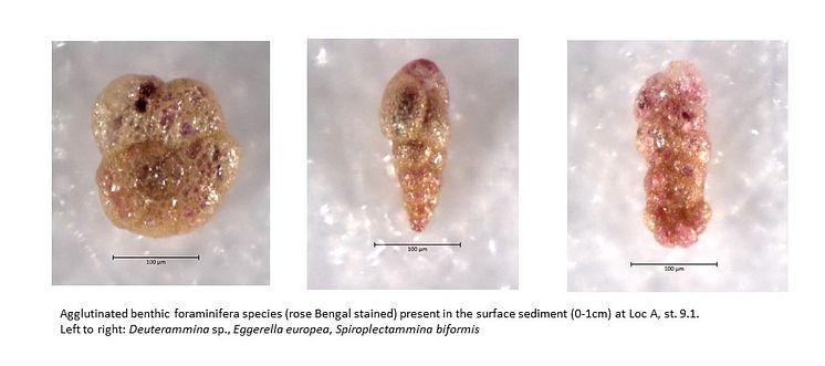 EISA_benthic foram 