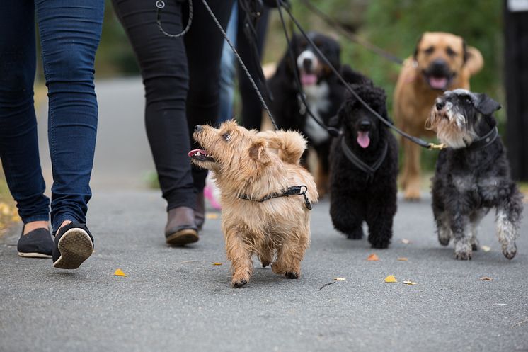 Charity Dog Walk