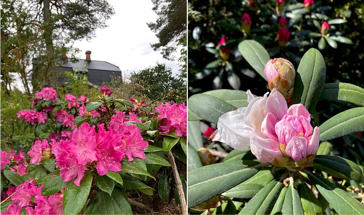 Rhodedendron