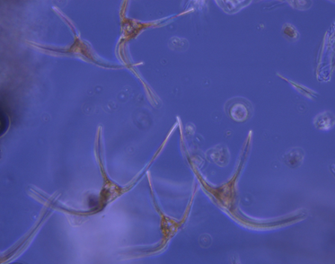 phototrophic dinoflagellates