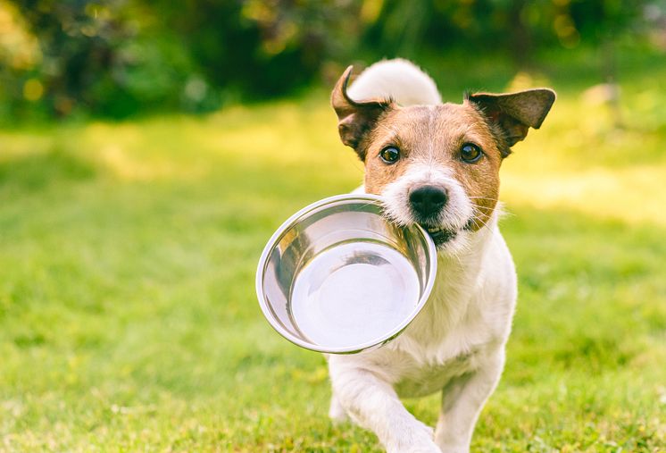 Dog with bowl_ Credit-alexei_tm  Stock photo ID-1173954887