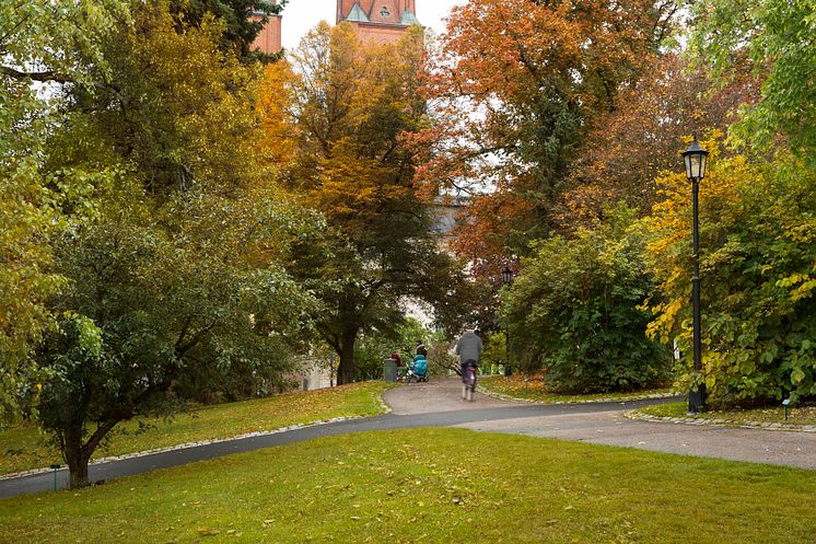 Före Universitetsparken i Uppsala blev ett kalhygge