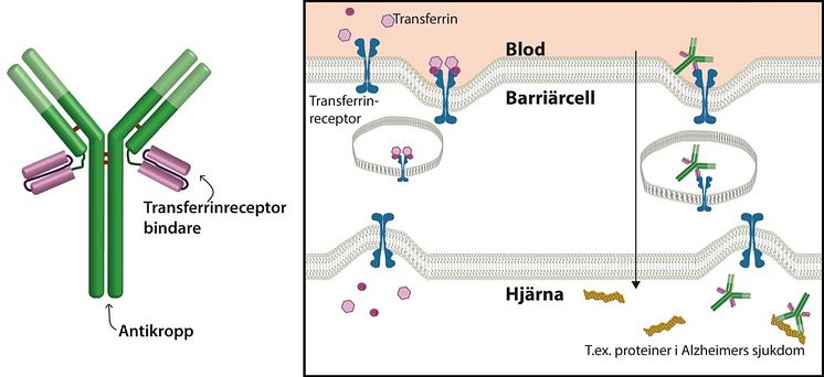 Antikroppar måste ta sig förbi den hindrande blod-hjärnbarriären