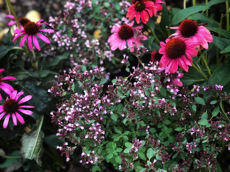 Givna sällskapsväxter i violett är  solhatt, Echinacea; kärleksört, Hylotelephium; grekvädd, Knautia macedonica.